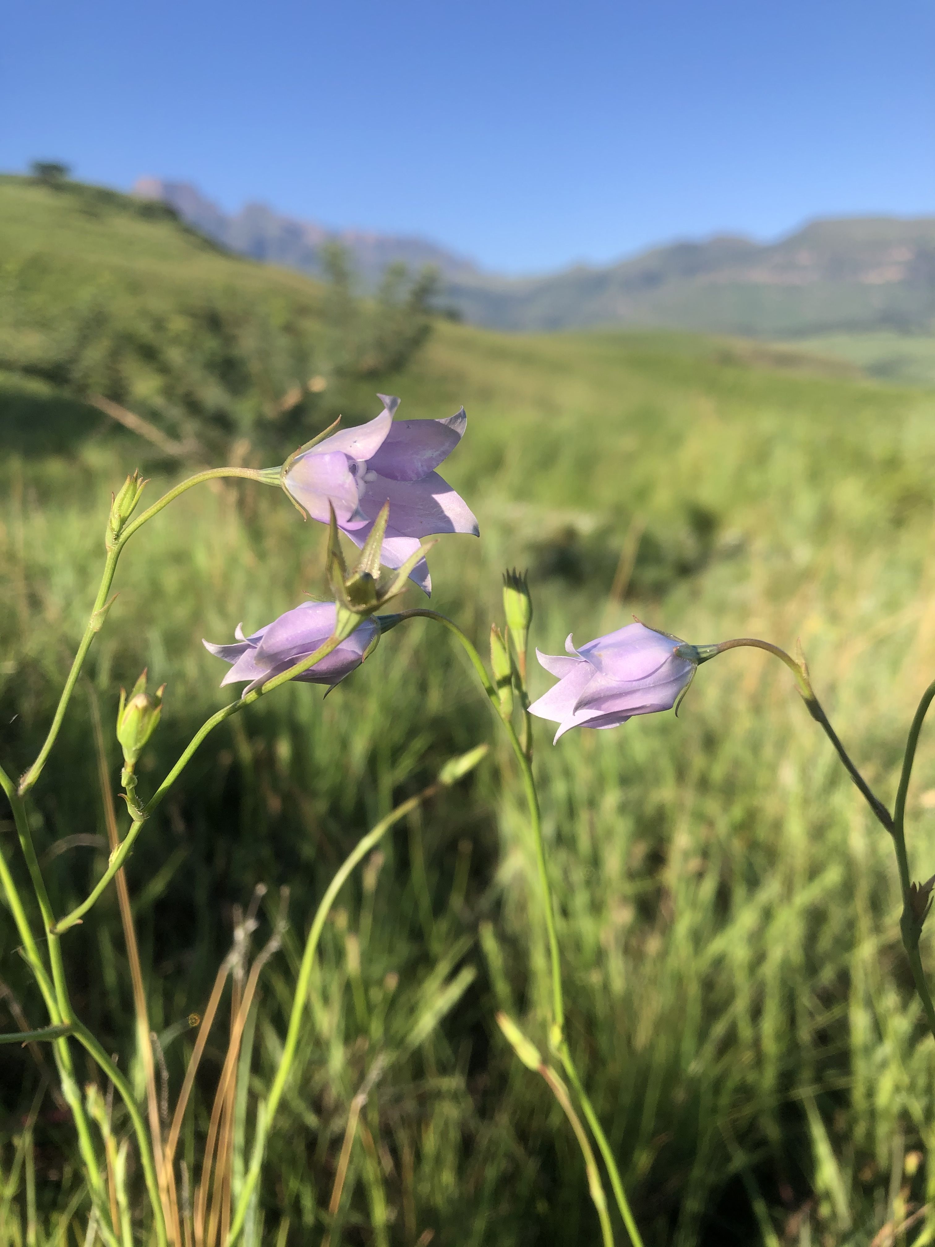 Flowers of the Drakensberg