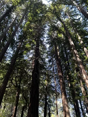 Being of Service and the Need for Self-Care